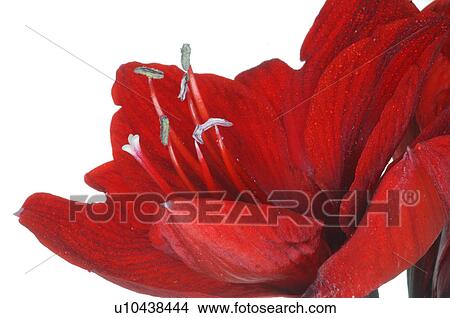 Picture - Hippeastrum. Fotosearch