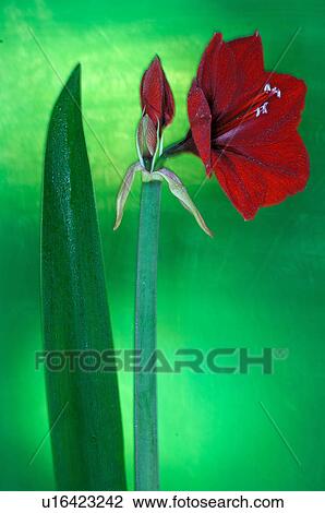 Hippeastrum View Large Photo Image Stock Image - Hippeastrum. Fotosearch