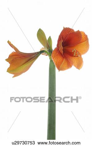 Hippeastrum View Large Photo Image Stock Image - Hippeastrum. Fotosearch