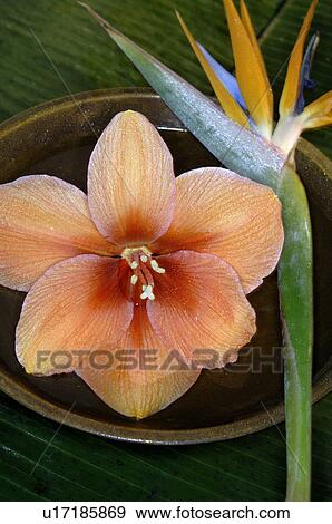 Hippeastrum View Large Photo Image Stock Photo - Hippeastrum. Fotosearch