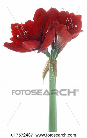Stock Photo - Hippeastrum. Fotosearch