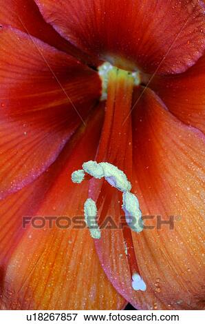 Hippeastrum View Large Photo Image Stock Photo - Hippeastrum. Fotosearch