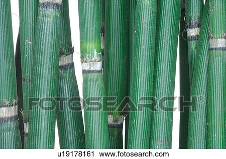 Horsetail View Large Photo Image Stock Image - Horsetail. Fotosearch