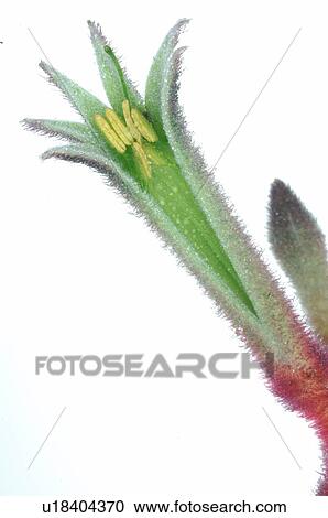 Stock Image - Kangaroo paw. Fotosearch