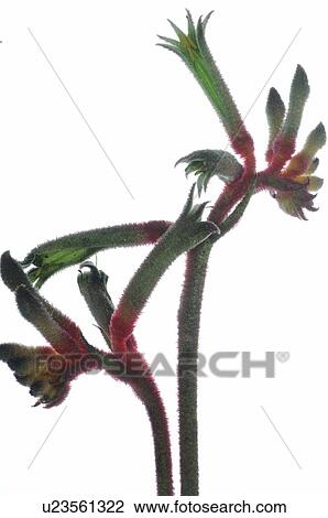 Kangaroo paw View Large Photo Image Stock Image - Kangaroo paw. Fotosearch