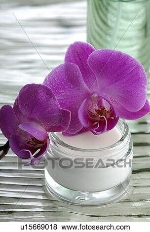 Stock Photo - Orchid blossom and creme pot. Fotosearch