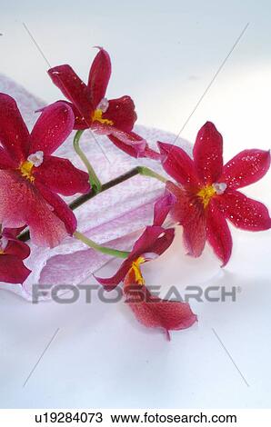 Orchid blossom and towel View Large Photo Image Stock Image - Orchid blossom and towel. Fotosearch
