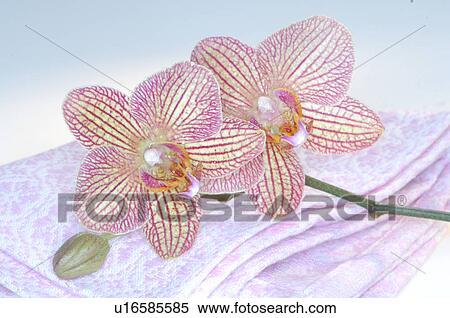 Stock Photography - Orchid blossom and towel. Fotosearch