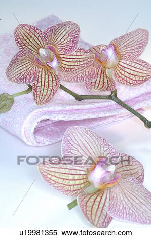 Stock Photography - Orchid blossom and towel. Fotosearch
