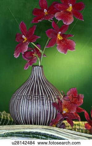 Picture - Orchid blossom. Fotosearch