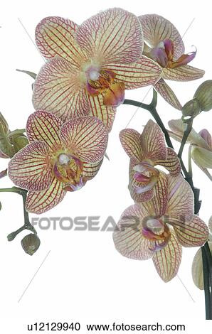 Stock Image - Orchid blossom. Fotosearch