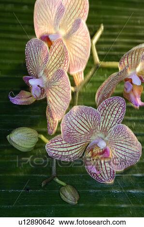 Orchid blossom View Large Photo Image Stock Image - Orchid blossom. Fotosearch