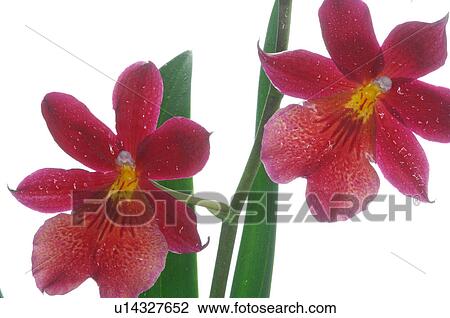 Orchid blossom View Large Photo Image Stock Image - Orchid blossom. Fotosearch