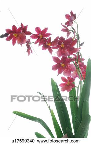 Stock Image - Orchid blossom. Fotosearch