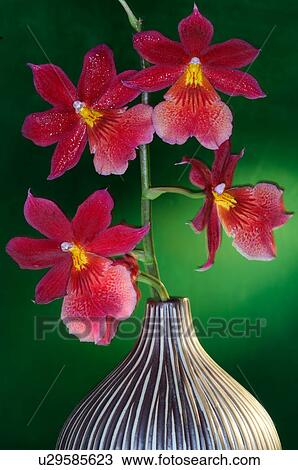 Orchid blossom View Large Photo Image Stock Image - Orchid blossom. Fotosearch