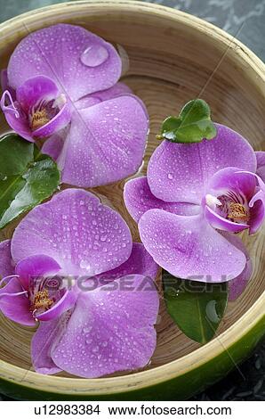 Orchid blossoms in a water bowl View Large Photo Image Picture - Orchid blossoms in a water bowl. Fotosearch
