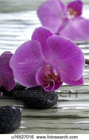 Pink orchid blossom View Large Photo Image Stock Photograph - Pink orchid blossom. Fotosearch