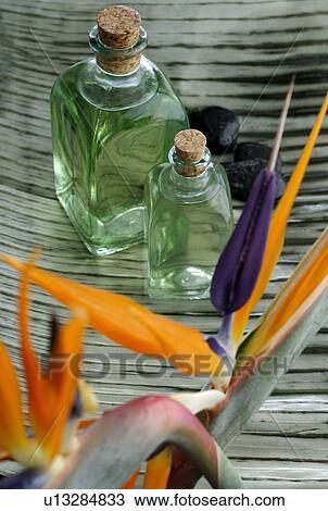 Small perfume bottles and s trelitzia View Large Photo Image Stock Image - Small perfume bottles and s trelitzia. Fotosearch