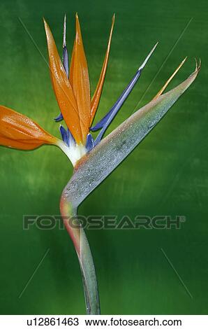 Stock Image - Strelitzia. Fotosearch