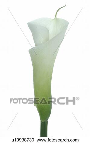 Stock Image - White calla. Fotosearch