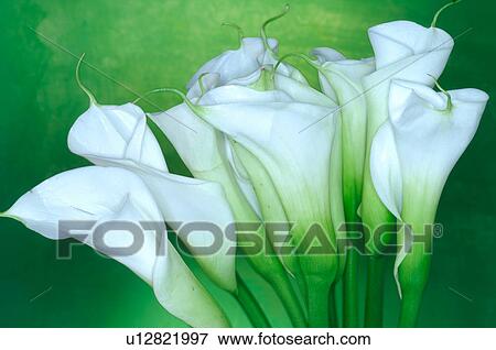 White calla View Large Photo Image Stock Photo - White calla. Fotosearch