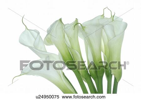 Stock Photography - White calla. Fotosearch