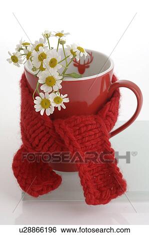 camomile View Large Photo Image Stock Photograph - camomile. Fotosearch