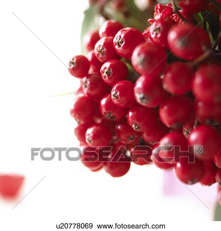 Stock Photo - close-up rowan berries. Fotosearch