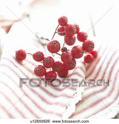 Stock Photograph - rowan berries on towel. Fotosearch