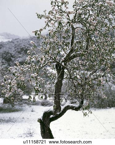 Stock Image - snow-covered tree. Fotosearch
