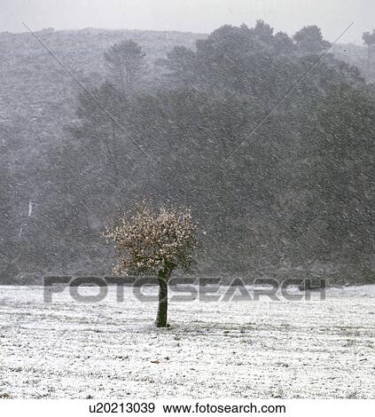 snow over open field View Large Photo Image Stock Photo - snow over open field. Fotosearch