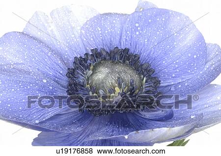blue anemone View Large Photo Image Stock Photo - blue anemone. Fotosearch