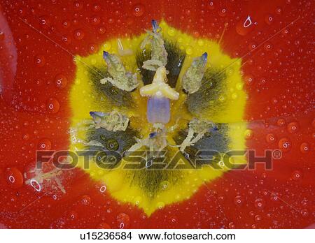 Picture - close-up bloom. Fotosearch