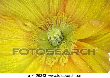 Stock Image - close-up daffodils in blossom. Fotosearch