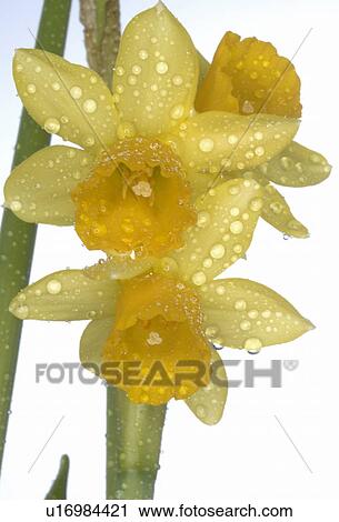 close-up daffodils in blossom View Large Photo Image Stock Image - close-up daffodils in blossom. Fotosearch
