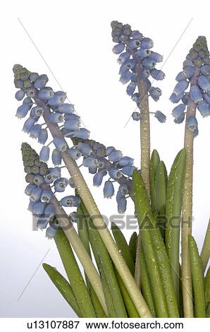 Stock Photo - close-up grape hyancinth. Fotosearch