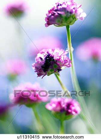 close-up of a primrose View Large Photo Image Stock Photography - close-up of a primrose. Fotosearch