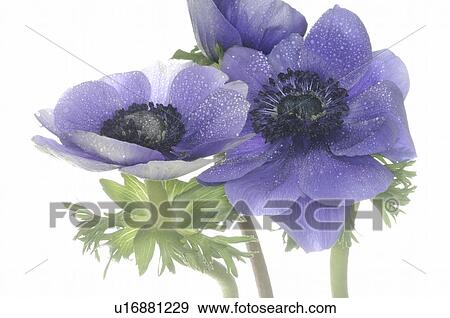Stock Photo - close-up of an anemone. Fotosearch