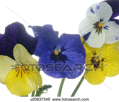 close-up of violas View Large Photo Image Stock Photo - close-up of violas. Fotosearch