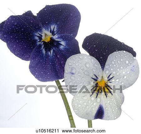 close-up of violet violas View Large Photo Image Stock Image - close-up of violet violas. Fotosearch