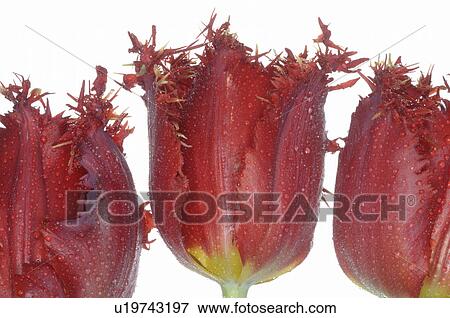 close-up tulip blossom View Large Photo Image Stock Photo - close-up tulip blossom. Fotosearch