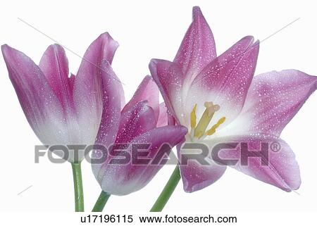 close-up tulip blossom View Large Photo Image Stock Photography - close-up tulip blossom. Fotosearch