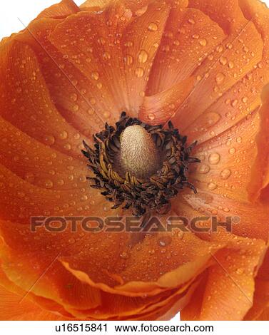 Stock Image - close-up tulip in full blossom. Fotosearch