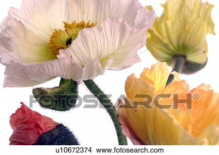 Picture - corn puppies in full blossom. Fotosearch