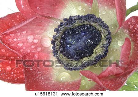 Stock Image - corn puppy in full blossom. Fotosearch