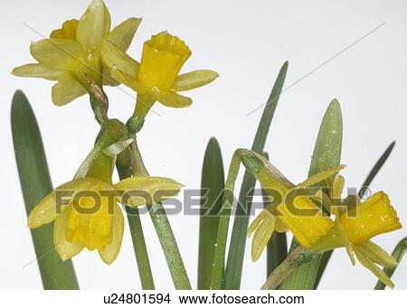 Picture - daffodils in full blossom. Fotosearch