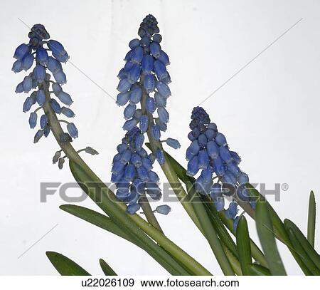 Stock Photo - daffodils in full blossom. Fotosearch