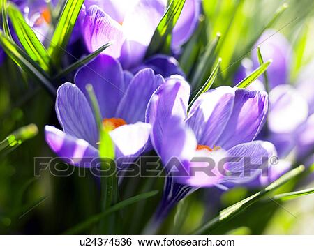 Stock Photograph - daffodils in full blossom. Fotosearch