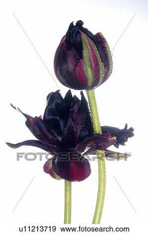 Stock Photo - dark red tulip bloom. Fotosearch
