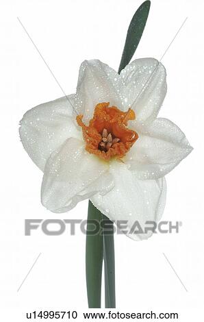 filled daffodil View Large Photo Image Stock Image - filled daffodil. Fotosearch